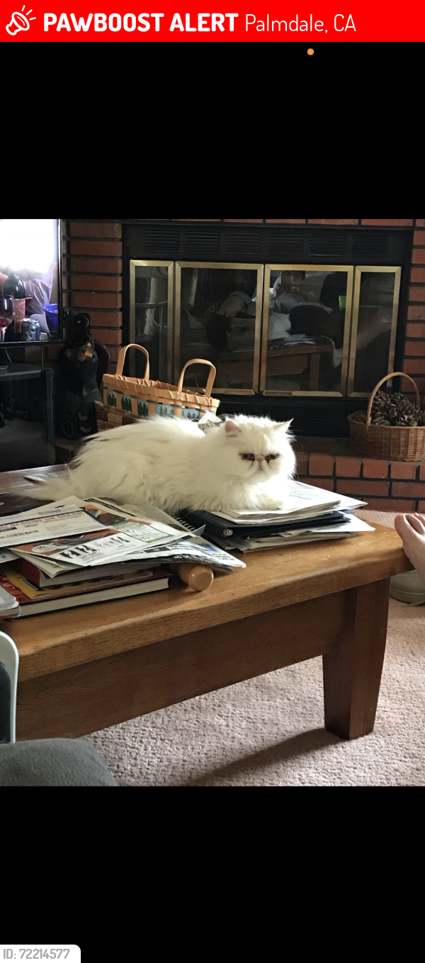 Lost Female Cat last seen M8  & 60 th west, Palmdale, CA 93551