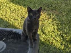 Lost Male Cat last seen Fletcher and Armenia, Tampa, FL 33613