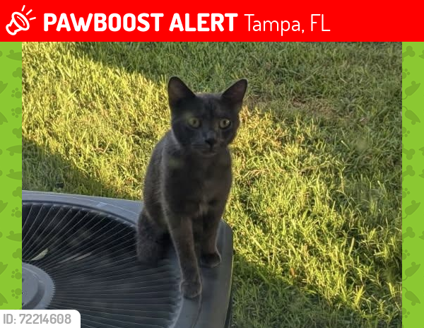 Lost Male Cat last seen Fletcher and Armenia, Tampa, FL 33613