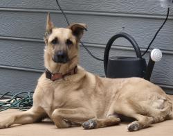 Lost Female Dog last seen 1st Ave and Roger Rd, Tucson, AZ 85705