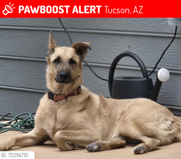 Lost Female Dog last seen 1st Ave and Roger Rd, Tucson, AZ 85705