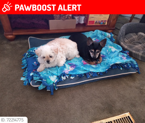 Lost Female Dog last seen Near S Tomohawk, Apache Junction, AZ 85119