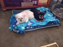 Lost Female Dog last seen Near S Tomohawk, Apache Junction, AZ 85119