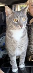 Lost Male Cat last seen Summit/firestone, Pensacola, FL 32503