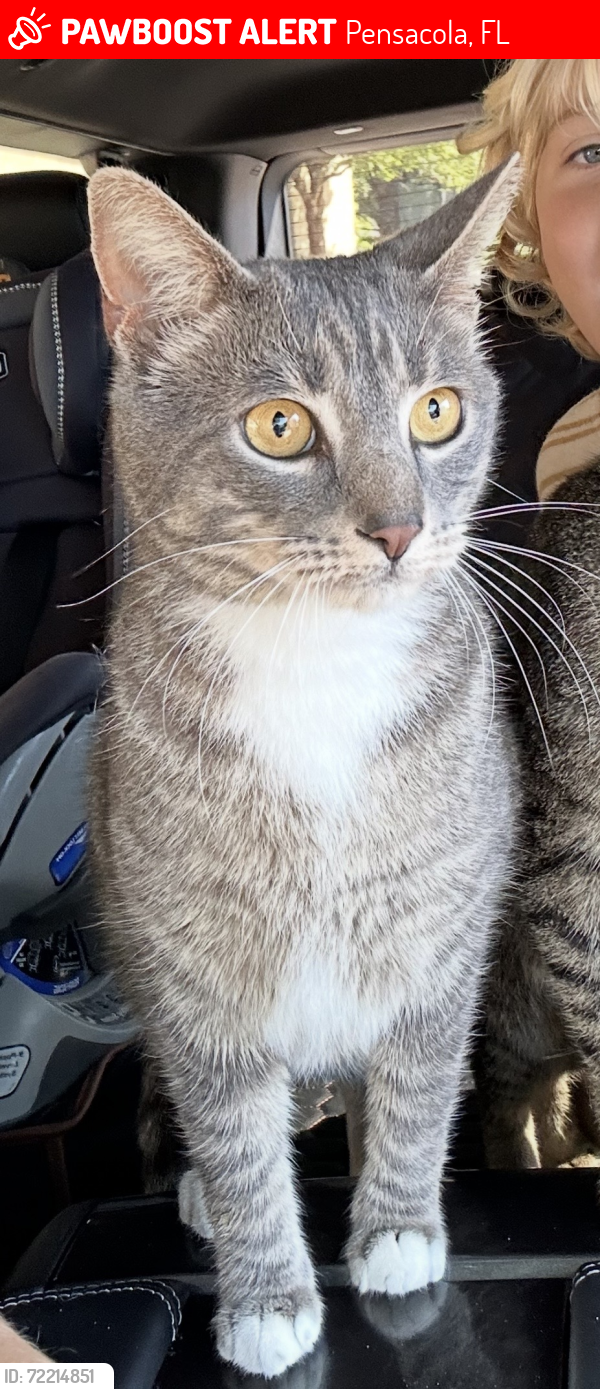 Lost Male Cat last seen Summit/firestone, Pensacola, FL 32503