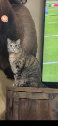 Lost Female Cat last seen 127th Ave and columbine , El Mirage, AZ 85335