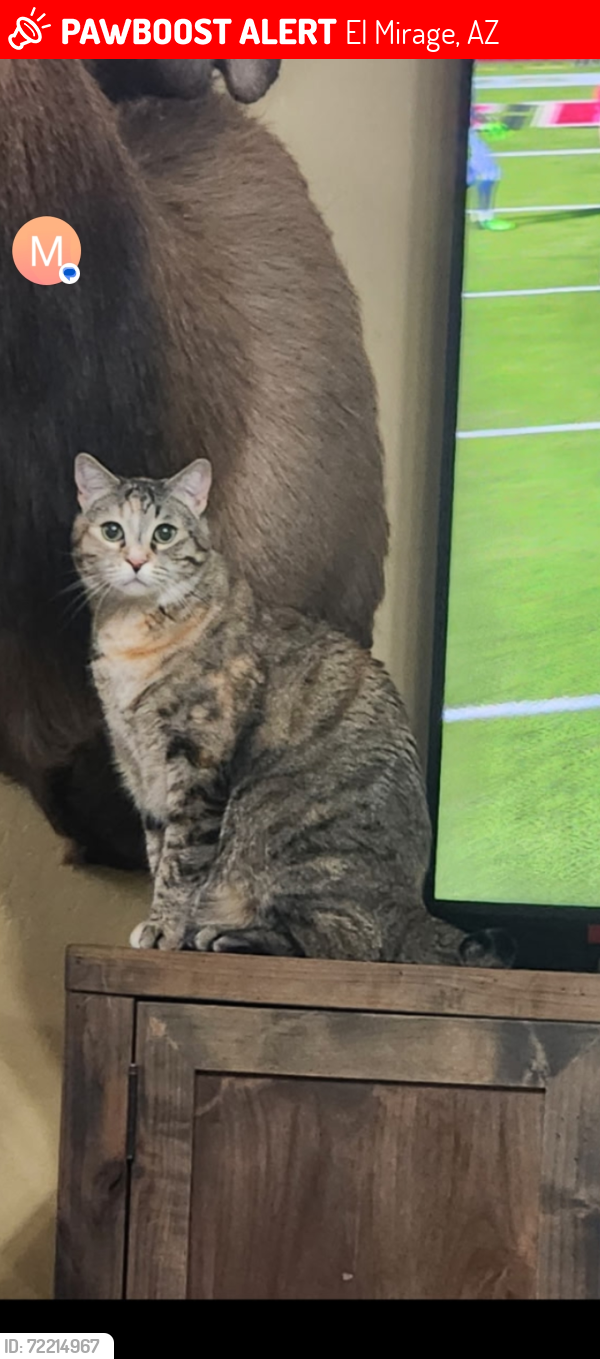 Lost Female Cat last seen 127th Ave and columbine , El Mirage, AZ 85335