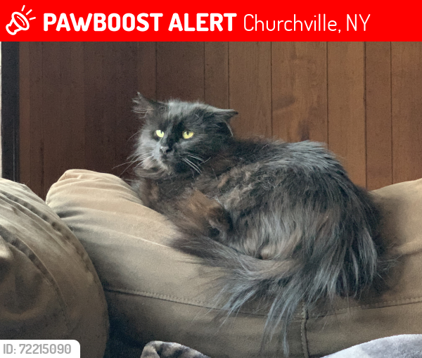 Lost Male Cat last seen W. Main St & S. Main St, Churchville, NY 14428
