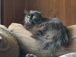 Lost Male Cat last seen W. Main St & S. Main St, Churchville, NY 14428