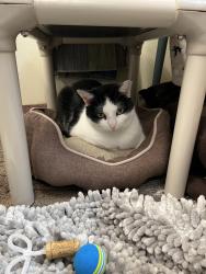Lost Female Cat last seen Lookout Road/ UNCA woods around Observatory, Woodfin, NC 28804