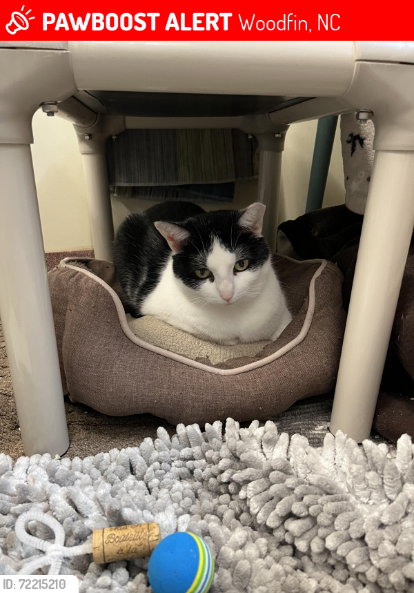 Lost Female Cat last seen Lookout Road/ UNCA woods around Observatory, Woodfin, NC 28804