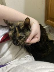 Reunited Female Cat last seen quince orchard high school, Gaithersburg, MD 20878