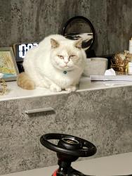 Lost Male Cat last seen Bury BL9 9PL , , England BL9