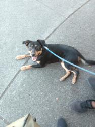 Lost Male Dog last seen Portland Oregon/Gresham Oregon , Portland, OR 97236