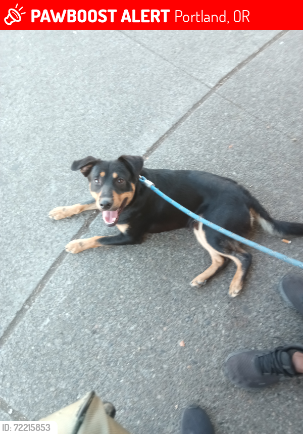Lost Male Dog last seen Portland Oregon/Gresham Oregon , Portland, OR 97236