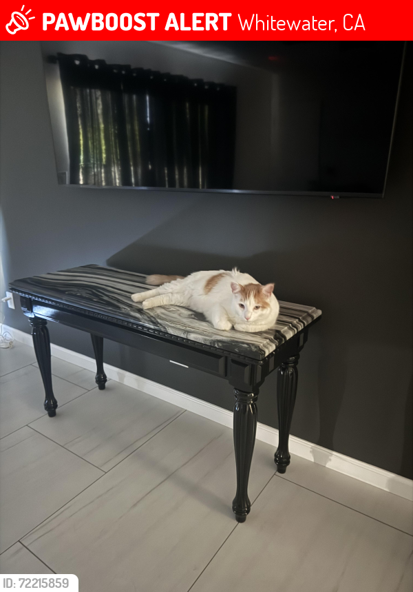 Lost Male Cat last seen Salton view, Whitewater, CA 92282