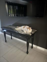 Lost Male Cat last seen Salton view, Whitewater, CA 92282