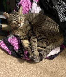 Lost Male Cat last seen Near cathedral grove ln, Houston, TX 77040