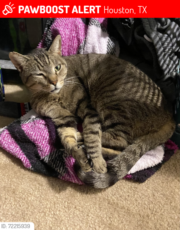 Lost Male Cat last seen Near cathedral grove ln, Houston, TX 77040