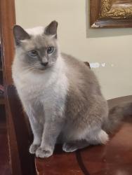 Lost Female Cat last seen Panorama, Maryville, TN 37801