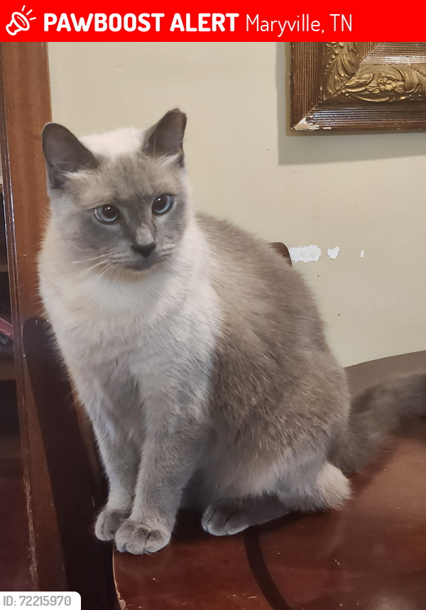 Lost Female Cat last seen Panorama, Maryville, TN 37801