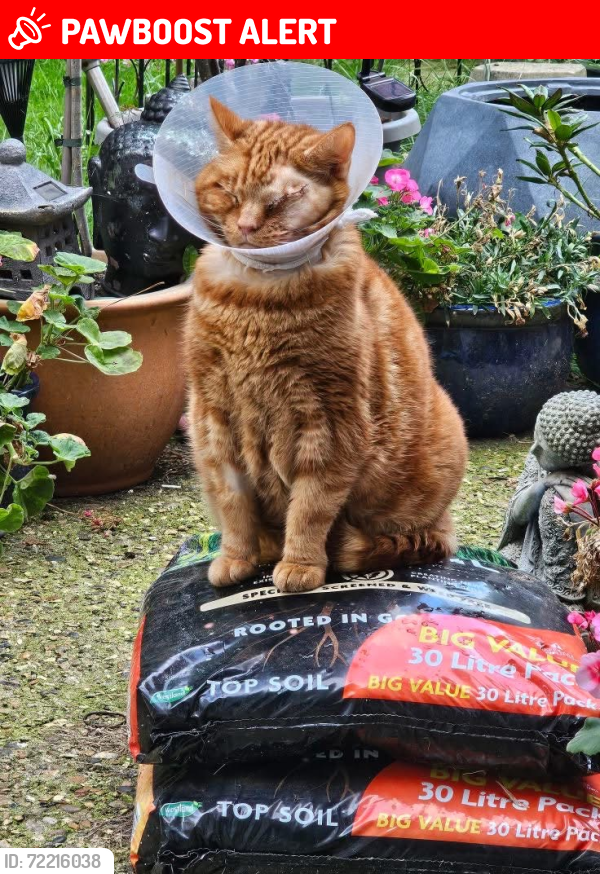Lost Male Cat last seen Grange Gardens, Southend-on-Sea, England SS1 2LL