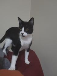 Lost Male Cat last seen Burke and Marlen (near burke and Southmore), Pasadena, TX 77502