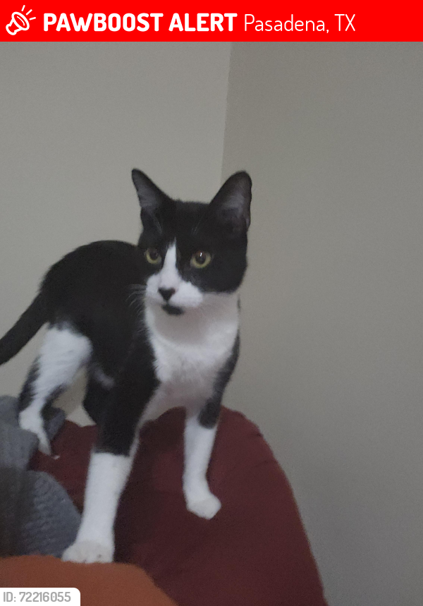 Lost Male Cat last seen Burke and Marlen (near burke and Southmore), Pasadena, TX 77502