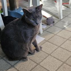 Lost Female Cat last seen  ave , Topton, PA 19562