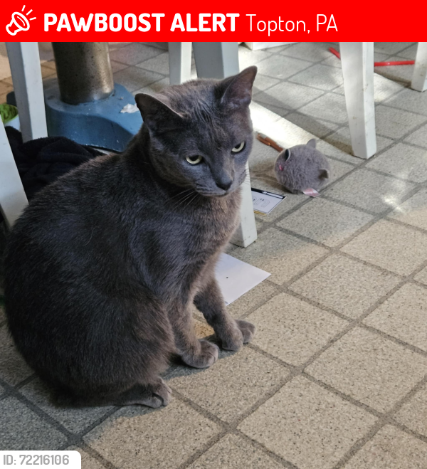 Lost Female Cat last seen  ave , Topton, PA 19562