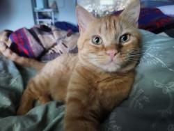 Lost Male Cat last seen Thomas Road, Thomas, ID 83221