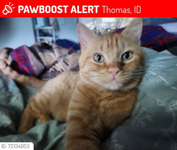 Lost Male Cat last seen Thomas Road, Thomas, ID 83221