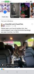Lost Male Dog last seen Stop and Go gas station, Knoxville, TN 37915