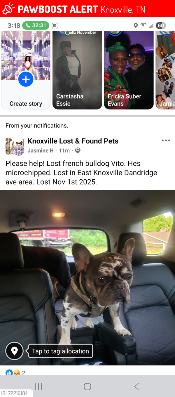 Lost Male Dog last seen Stop and Go gas station, Knoxville, TN 37915