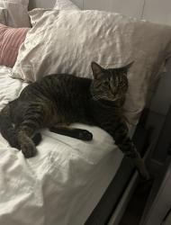Lost Female Cat last seen Lake breeze dr and emerald forest drive, Wellington, FL 33414