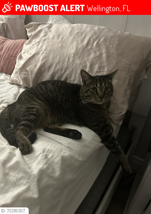 Lost Female Cat last seen Lake breeze dr and emerald forest drive, Wellington, FL 33414