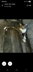 Lost Male Cat last seen McNeil  Sable Chase apmt behind walmart , Fort Pierce, FL 34947