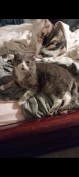 Lost Male Cat last seen Fisherville Rd, Concord, NH 03303