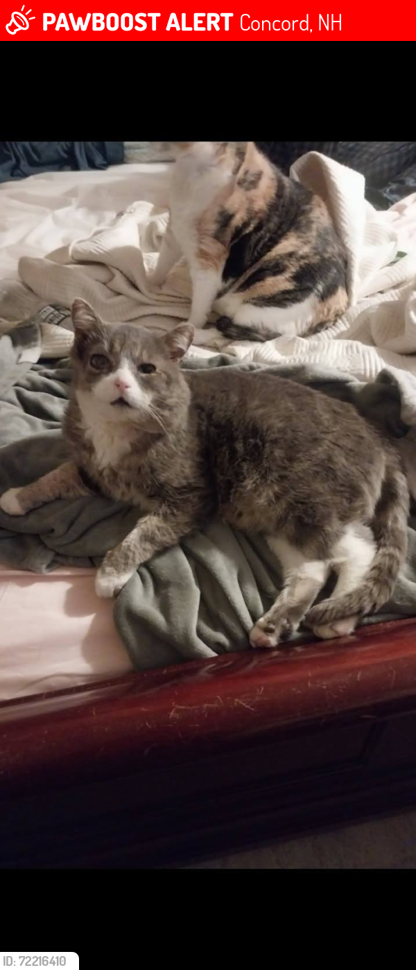 Lost Male Cat last seen Fisherville Rd, Concord, NH 03303