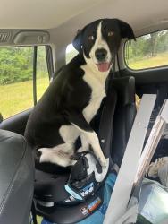 Lost Female Dog last seen KOA Camp ground, Lawrence, KS 66044