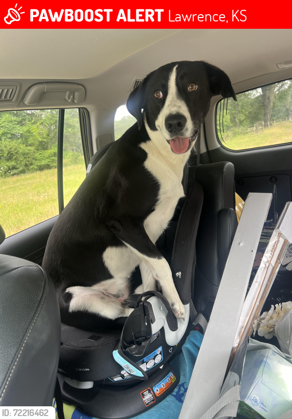 Lost Female Dog last seen KOA Camp ground, Lawrence, KS 66044