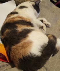 Lost Female Cat last seen Plumas street , colusa rd, knights inn, Yuba City, CA 95991