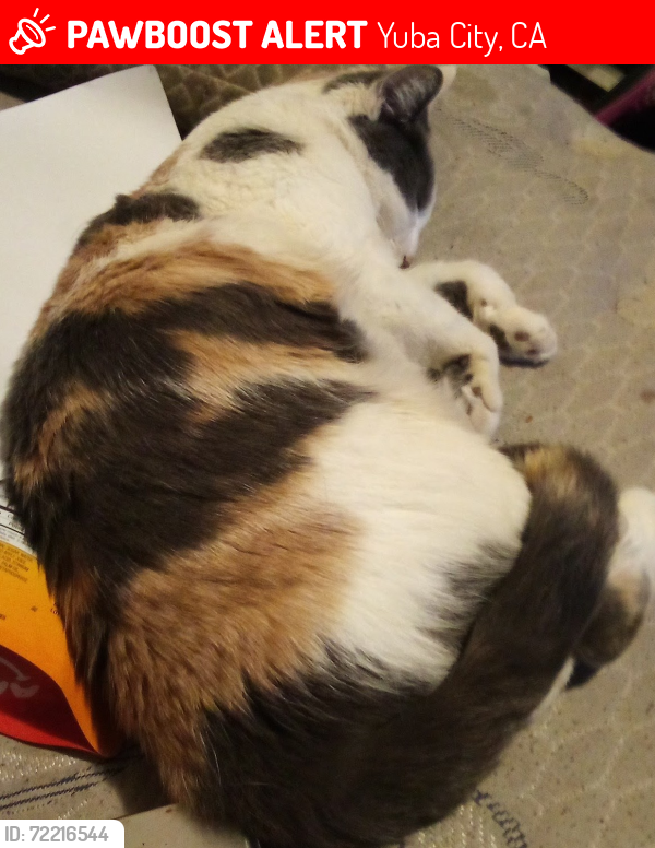 Lost Female Cat last seen Plumas street , colusa rd, knights inn, Yuba City, CA 95991