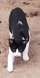 Lost Female Cat last seen Kraft St & Holly, Oceanside, CA 92058