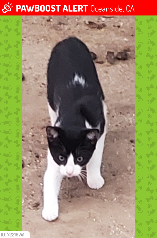 Lost Female Cat last seen Kraft St & Holly, Oceanside, CA 92058