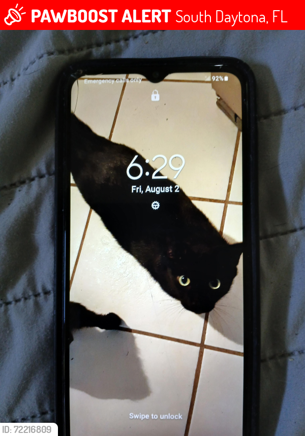 Lost Male Cat last seen Golfview Dr. Beville Rd , South Daytona, FL 32119