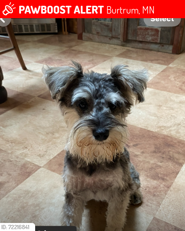 Lost Female Dog last seen Little Swan Lake Pillsbury MN, Burtrum, MN 56318