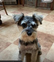 Lost Female Dog last seen Little Swan Lake Pillsbury MN, Burtrum, MN 56318