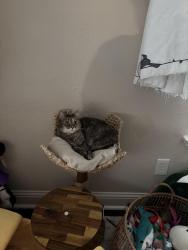 Lost Female Cat last seen Riata Crossing & Creek Mist, Houston, TX 77433