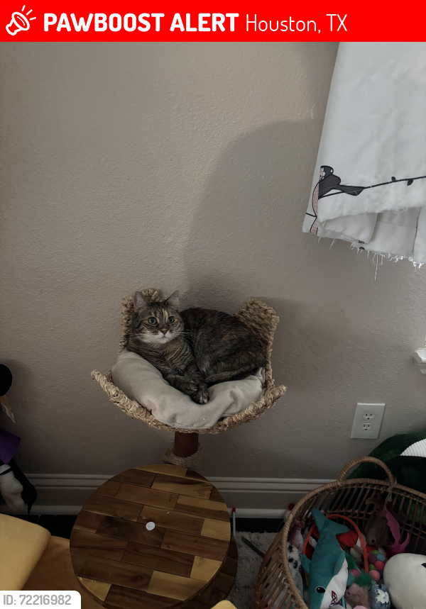 Lost Female Cat last seen Riata Crossing & Creek Mist, Houston, TX 77433